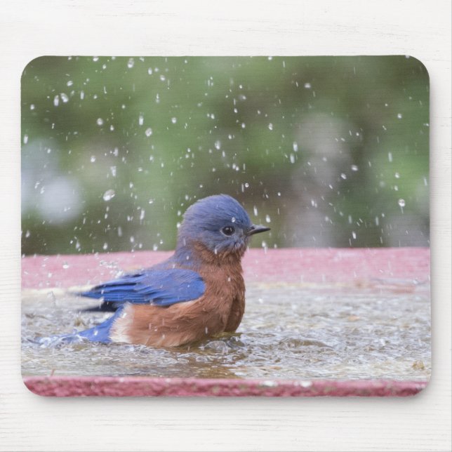 Mousepad Pássaro-azul no Birdbath (Frente)