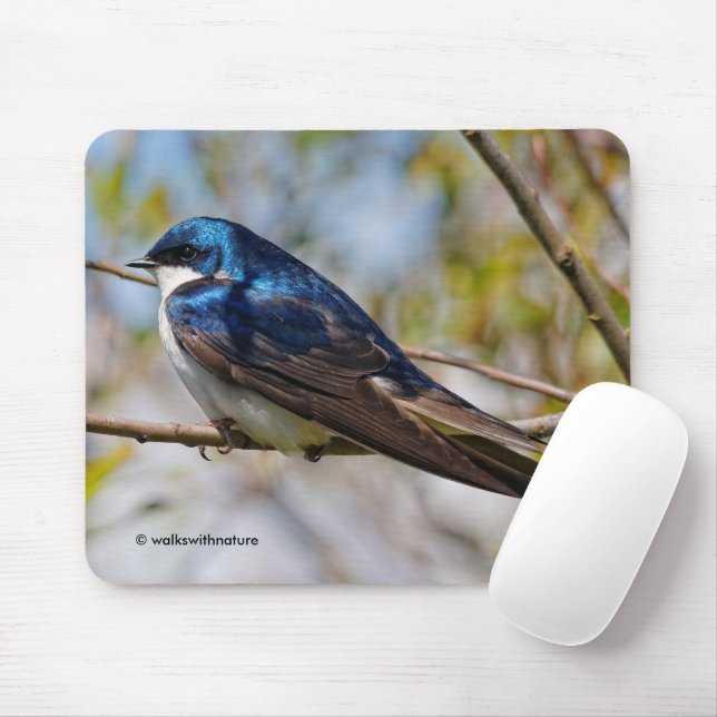Mousepad Pássaro Canoro Andorinha-das-Árvores Deslumbrante  (Com mouse)