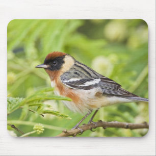 Mousepad Pássaro-cantor-de-peito-castanho (Dendroica castan