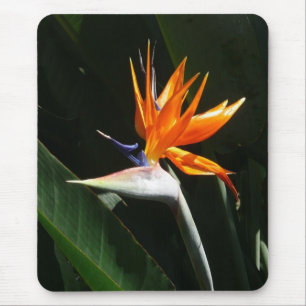 Mousepad Pássaro da Flor Tropical Laranja do Paraíso
