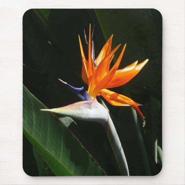 Mousepad Pássaro da Flor Tropical Laranja do Paraíso (Frente)