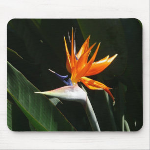 Mousepad Pássaro da Flor Tropical Laranja do Paraíso