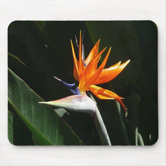 Mousepad Pássaro da Flor Tropical Laranja do Paraíso (Frente)