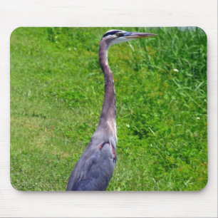 Mousepad Pássaro de Pesquisa