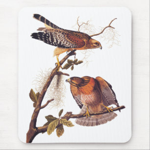 Mousepad Pássaro de Preia ruivo Hawk Audubon
