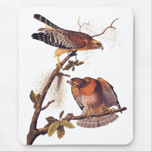 Mousepad Pássaro de Preia ruivo Hawk Audubon