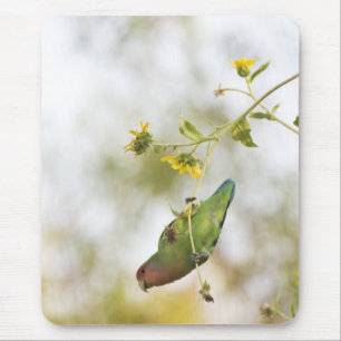 Mousepad pássaro do amor de pêssego