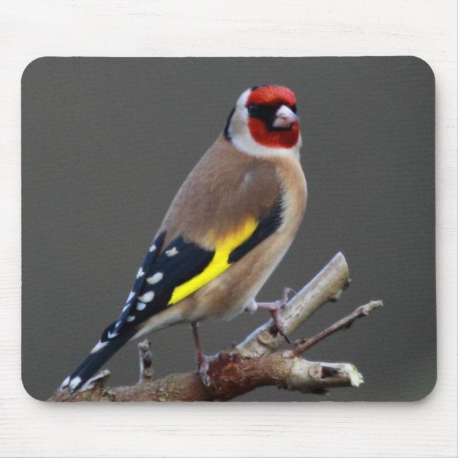 Mousepad Pássaro do Goldfinch (Frente)