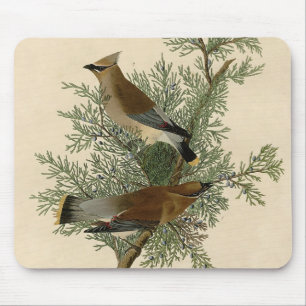 Mousepad Pássaro do Waxwing de cedro de Audubon