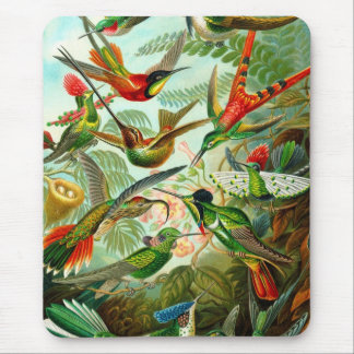 Mousepad Pássaro do zumbido