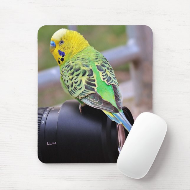 Mousepad Pássaro Exótico Amarelo, Verde e Azul na Lente da  (Com mouse)