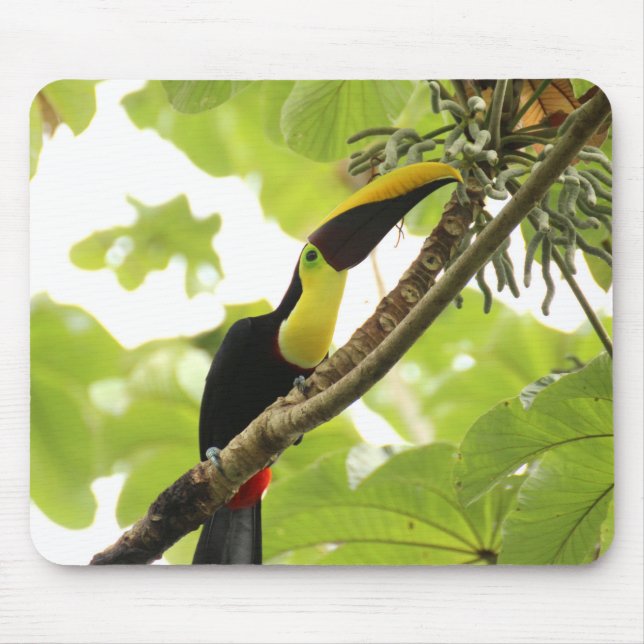 Mousepad Pássaro Exótico Swainson Toucan (Frente)
