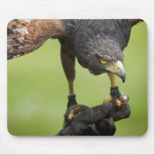 Mousepad pássaro falcão