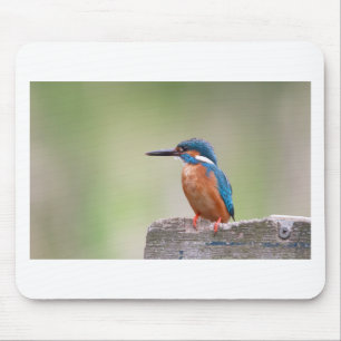 Mousepad Pássaro Kingfisher.