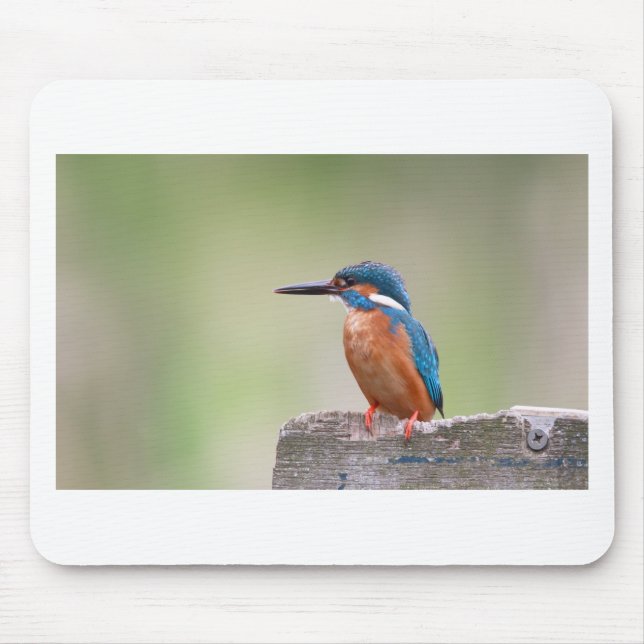 Mousepad Pássaro Kingfisher. (Frente)