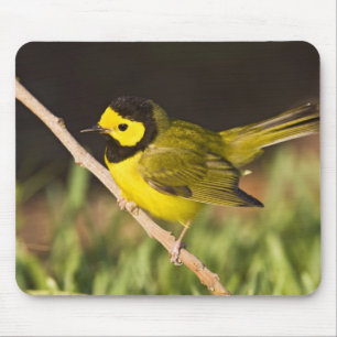 Mousepad Pássaro mariquita (Wilsonia citrina)