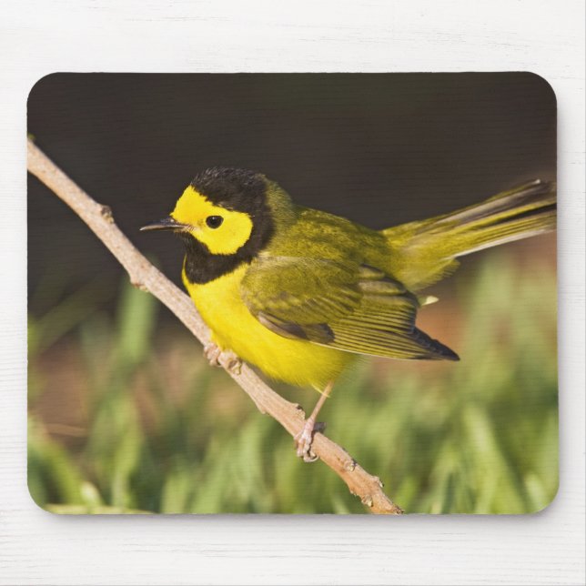 Mousepad Pássaro mariquita (Wilsonia citrina) (Frente)