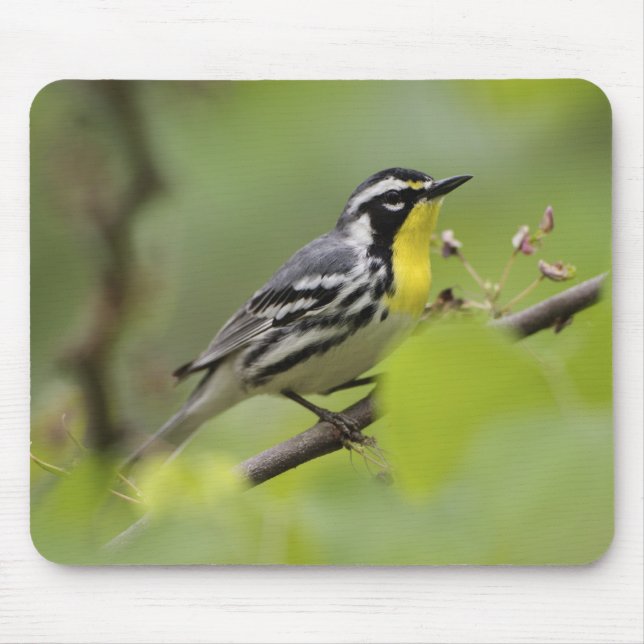 Mousepad Pássaro masculino de garganta amarela, Dendroica (Frente)