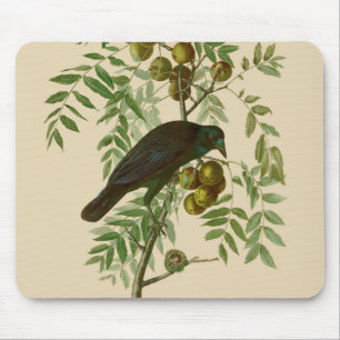 Mousepad Pássaro Negro da Coroa Americana