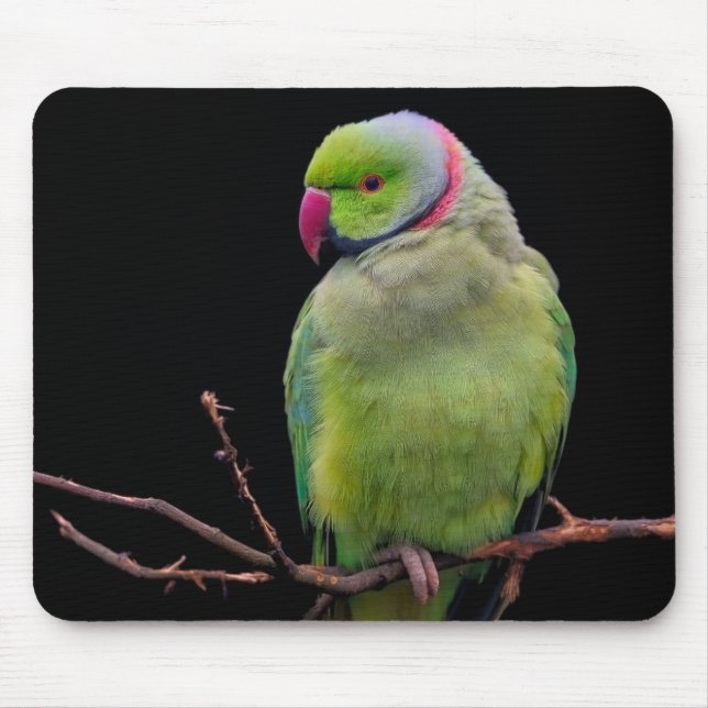 Mousepad Pássaro, papagaio, periquito (Frente)