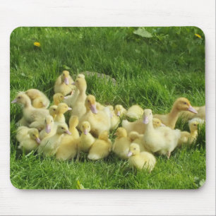 Mousepad pássaro, pato, pato, amarelo, natureza, fofo, beb