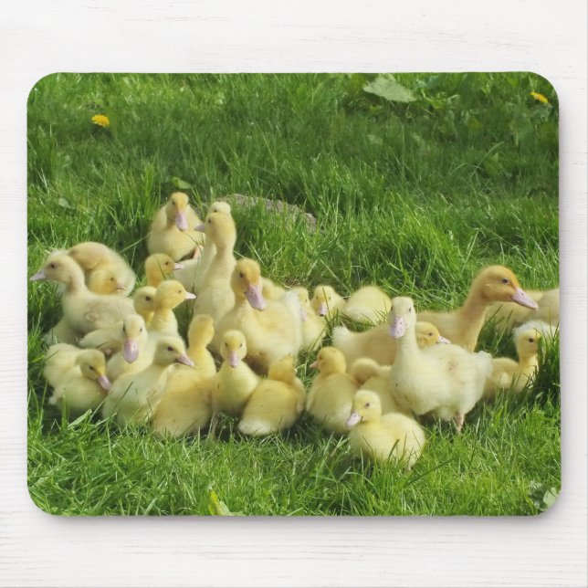 Mousepad pássaro, pato, pato, amarelo, natureza, fofo, bebê (Frente)