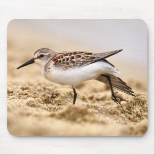 Mousepad Pássaro Sanduíche Bonito na Areia