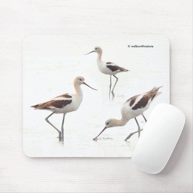 Mousepad Pássaros Avocets americanos impressionantes na pra (Com mouse)