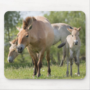 Mousepad Passeio do cavalo e do potro de Przewalski