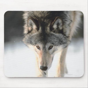 Mousepad Passeio do lobo cinzento