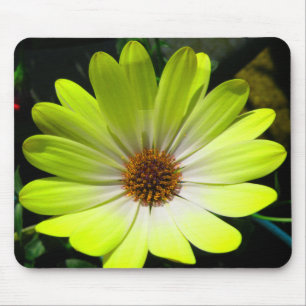 Mousepad Pasta Amarelo Fluorescente Africana Daisy