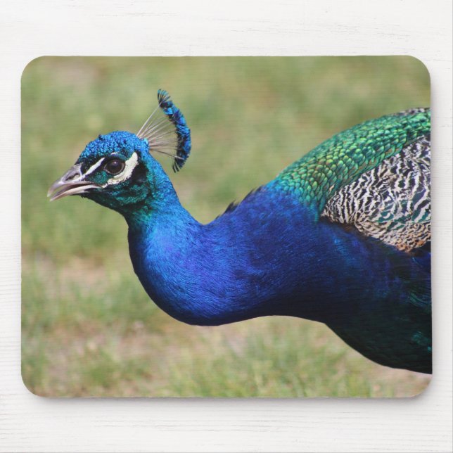 Mousepad Pasta do mouse Peacock (Frente)