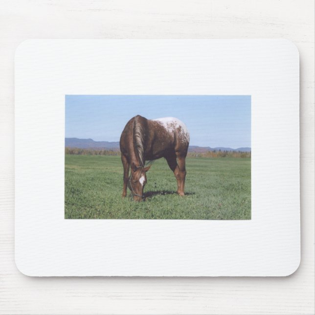 Mousepad Pastando o Appaloosa (Frente)