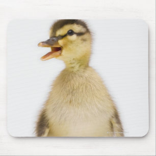Mousepad Patinho do pato selvagem (platyrhynchos dos Anas)