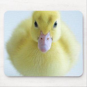 Mousepad Patinho novo