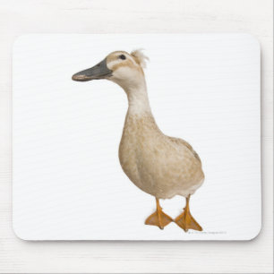Mousepad Pato com crista fêmea, 3 anos velho