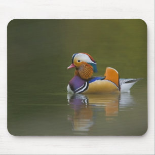 Mousepad Pato mandarim selvagem Aix galericulata) no escuro