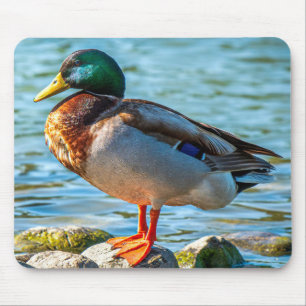 Mousepad Pato Marreco Macho Empoleirado em Pedras à Beira d