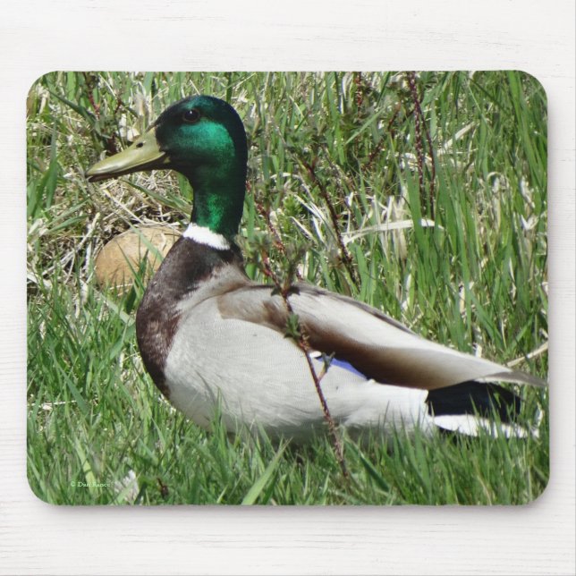 Mousepad Pato-real-macho B55 na grama (Frente)