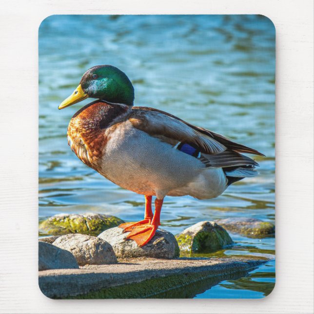 Mousepad Pato-real Macho Empoleirado em Pedras à Beira do L (Frente)
