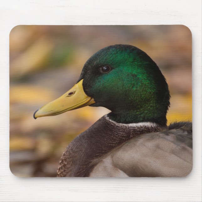Mousepad Pato selvagem (Frente)