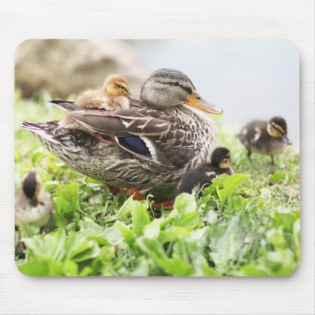 Mousepad Pato selvagem fêmea cercado por patinhos (Frente)
