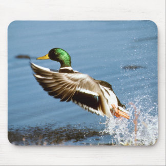 Mousepad Pato selvagem - tapete do rato