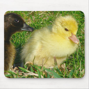 Mousepad Patos