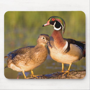 Mousepad Patos-carolino e fêmea em tronco em área úmida