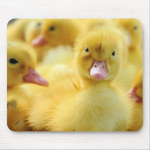 Mousepad Patos pequenos