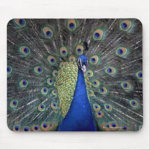Mousepad Pavão