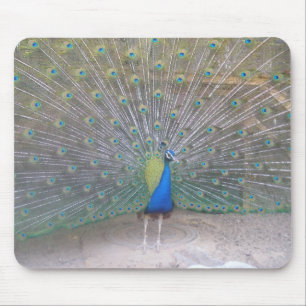 Mousepad Pavão