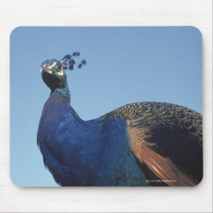 Mousepad Pavão 2