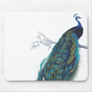 Mousepad Pavão azul com as penas de cauda bonitas